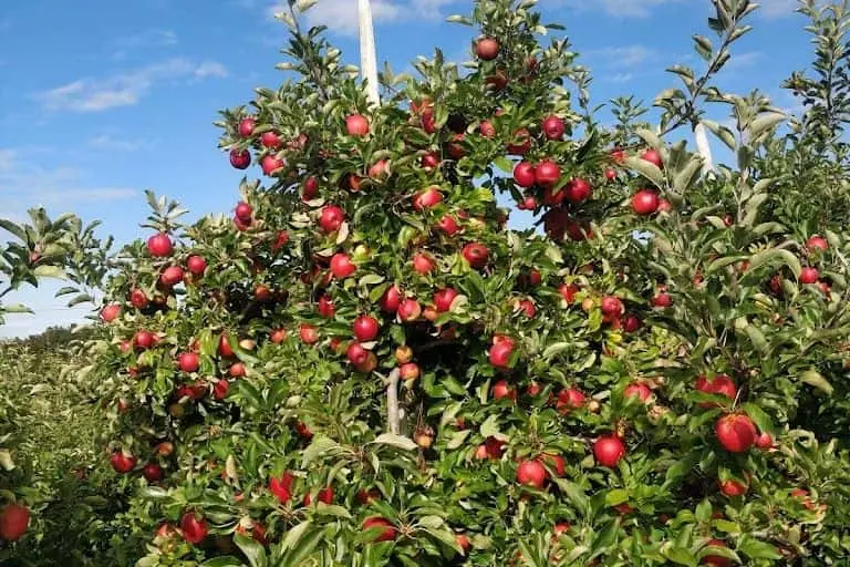 representative photo for Apple Picking Farms in  Massachusetts