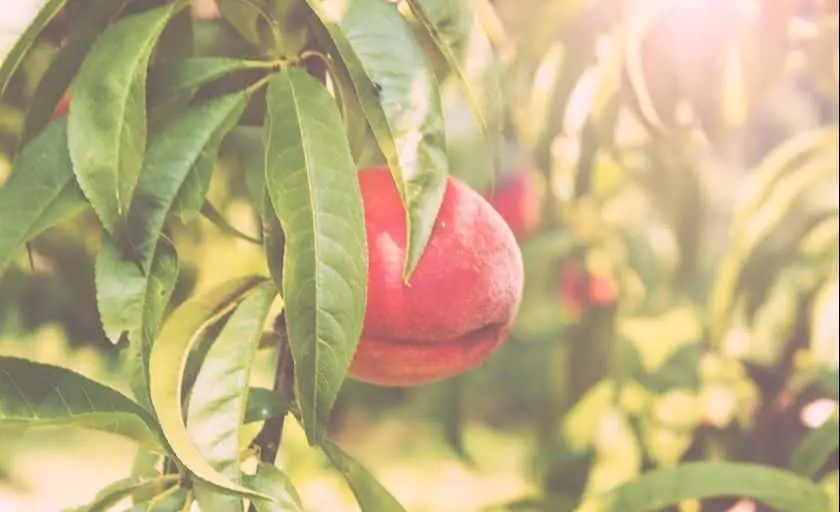 Photo of Apple Picking at Carver Hill Orchard Stow, Massachusetts