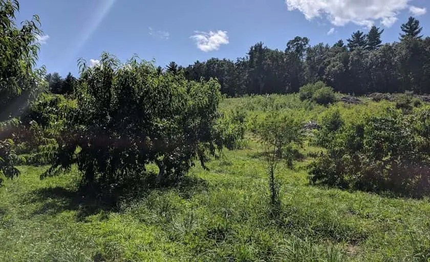 representative photo for Apple Picking Farms in Stow, Massachusetts