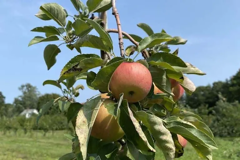 Photo of Apple Picking at Carver Hill Orchard Stow, Massachusetts - 3