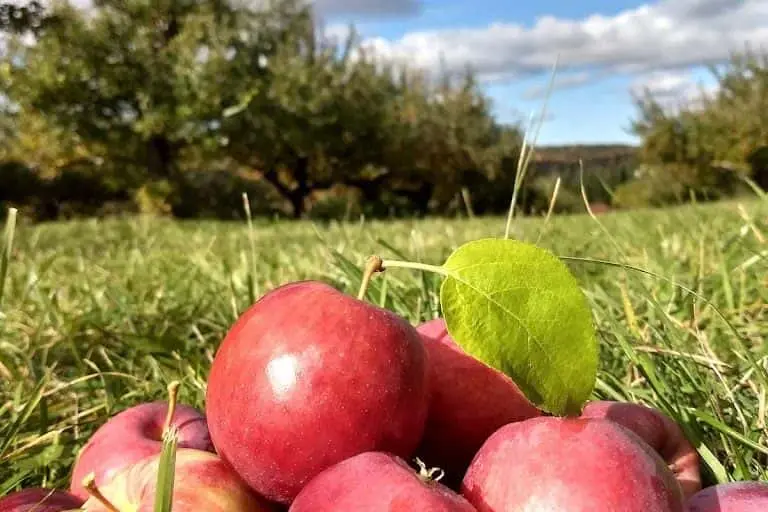 representative photo for Apple Picking Farms in  Vermont