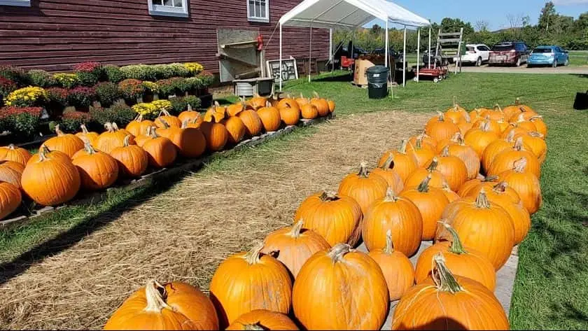 Photo of Apple Picking at Chapin Orchard Essex Junction, Vermont - 2