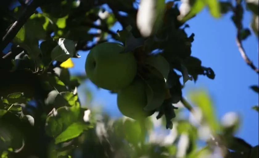 Photo of Apple Picking at Corcoran Ranch Apple Orchard San Diego, California