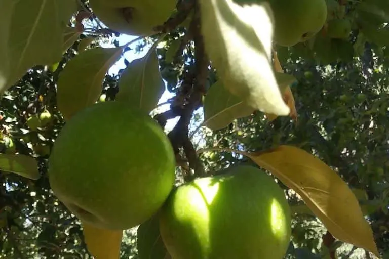 Photo of Apple Picking at Corcoran Ranch Apple Orchard San Diego, California - 3