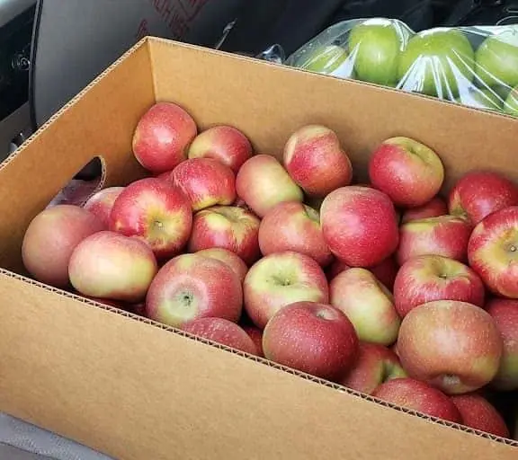 Photo of Apple Picking at Fritchman Orchards Eckert, Colorado - 2