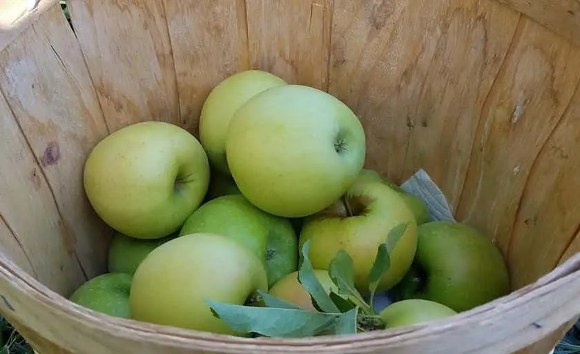 Photo of Apple Picking at Fruit Basket Orchards Grand Junction, Colorado - 2