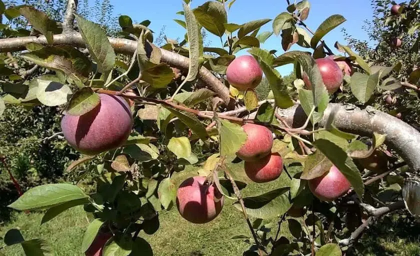 Photo of Apple Picking at Hackett’s Orchard South Hero, Vermont - 2