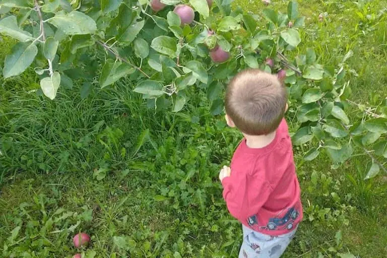 Photo of Apple Picking at Happy Valley Orchard Middlebury, Vermont - 2