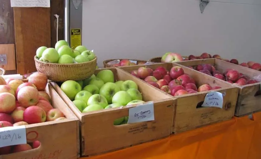 Photo of Apple Picking at Happy Valley Orchard Middlebury, Vermont - 3