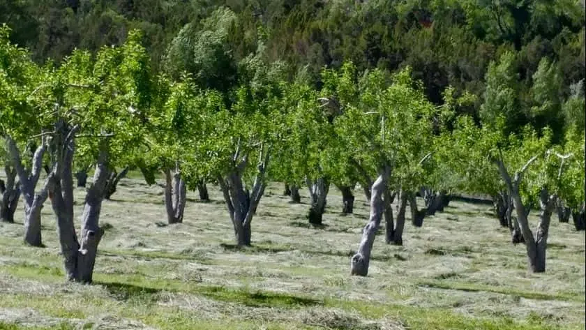 Photo of Apple Picking at Orchard Creek Ranch Glenwood Springs, Colorado - 2