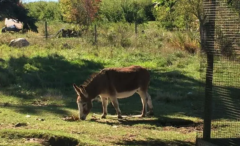 Photo of Apple Picking at Russell Orchards Ipswich, Massachusetts - 3