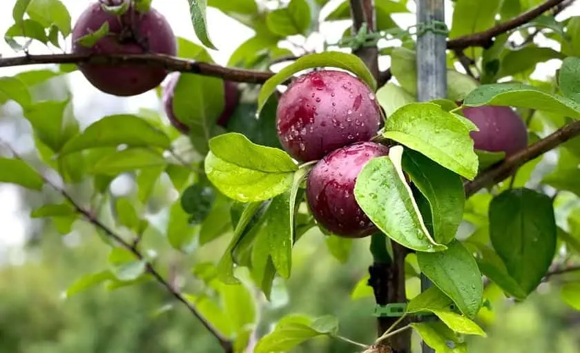 Photo of Apple Picking at Shelburn Orchard Shelburne, Vermont - 3