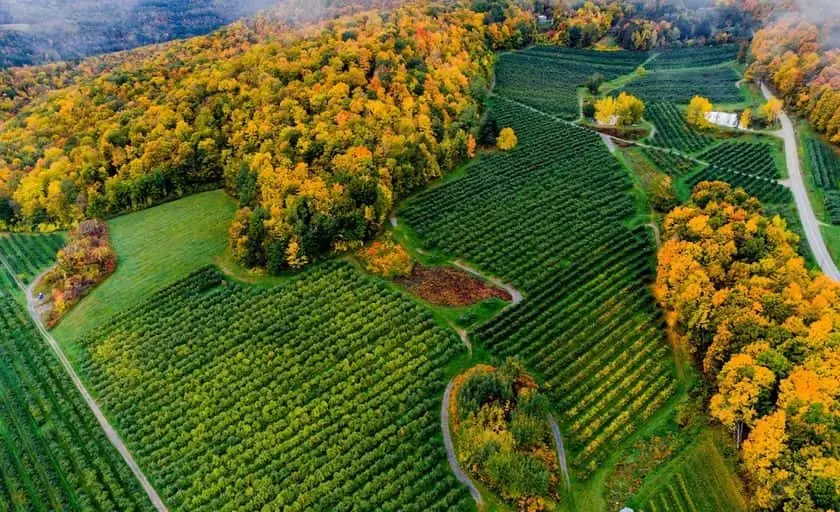 Photo of Apple Picking at Southern Vermont Orchards Bennington, Vermont