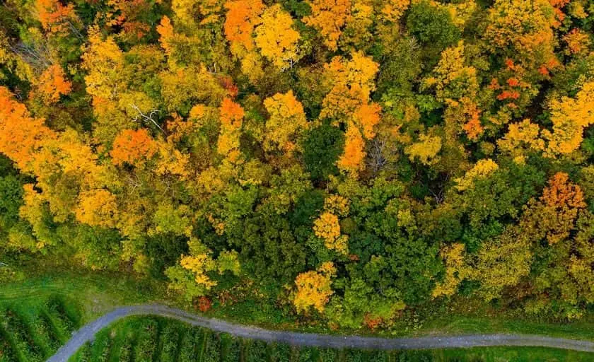 representative photo for Apple Picking Farms in Bennington, Vermont