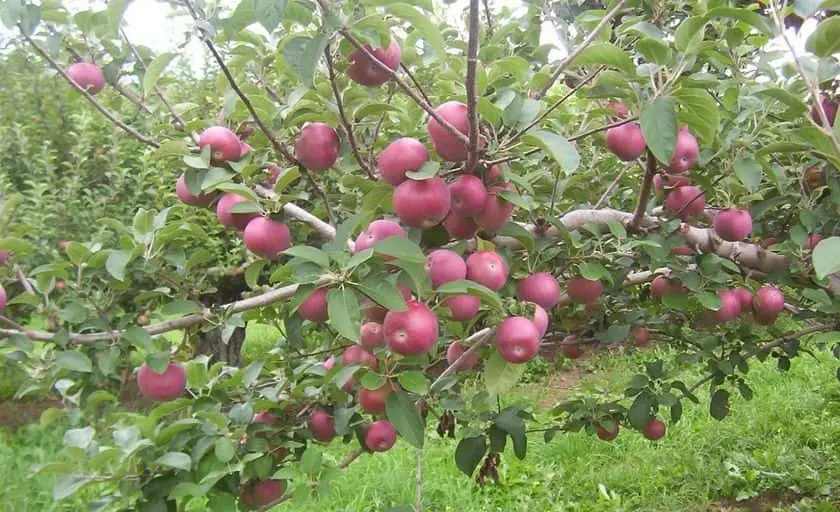 Photo of Apple Picking at Wellwood Orchards Springfield, Vermont