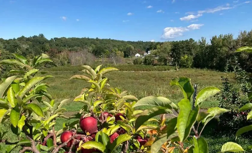 representative photo for Apple Picking Farms in Harvard, Massachusetts