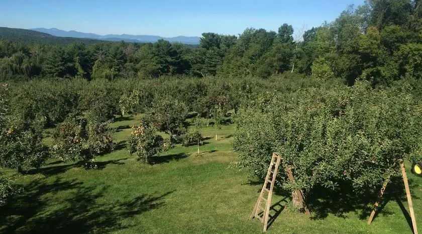 Photo of Apple Picking at Yates Family Orchard Hinesburg, Vermont