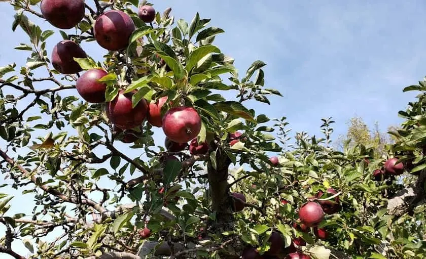 Photo of Apple Picking at Yates Family Orchard Hinesburg, Vermont - 2