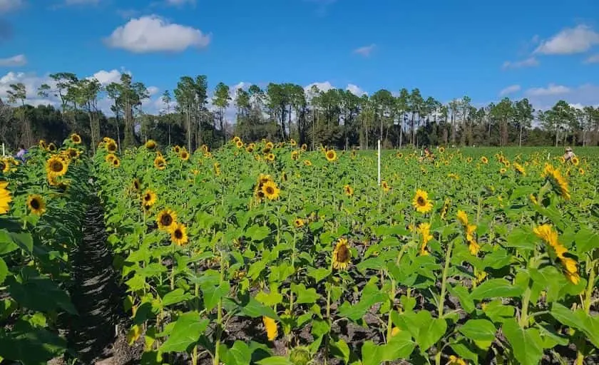 Photo of  Atwood Family Farms U-Pick Eustis, Florida