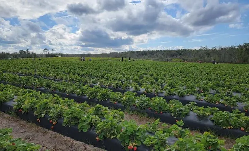 representative photo for Strawberry Picking Farms in Eustis, Florida