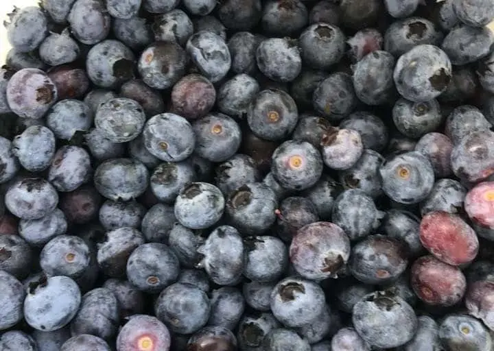 Photo of Atwood Family Farms U-Pick Eustis, Florida - 3