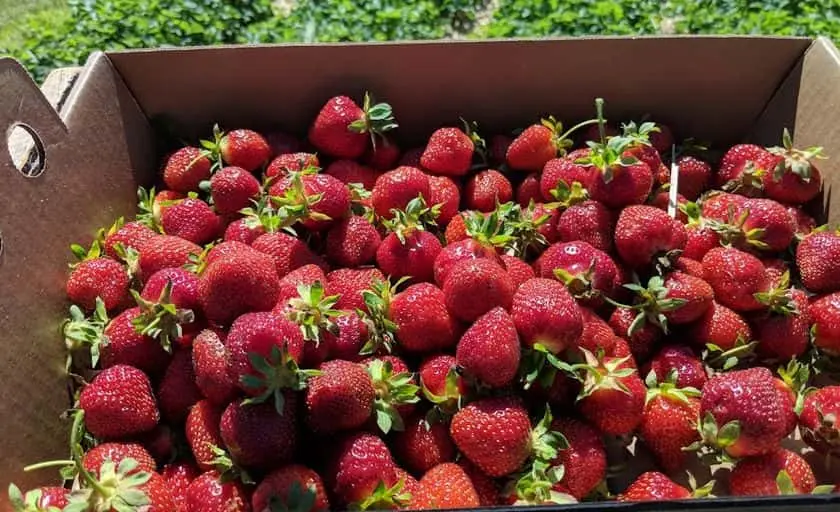 representative photo for Strawberry Picking Farms in Mequon, Wisconsin