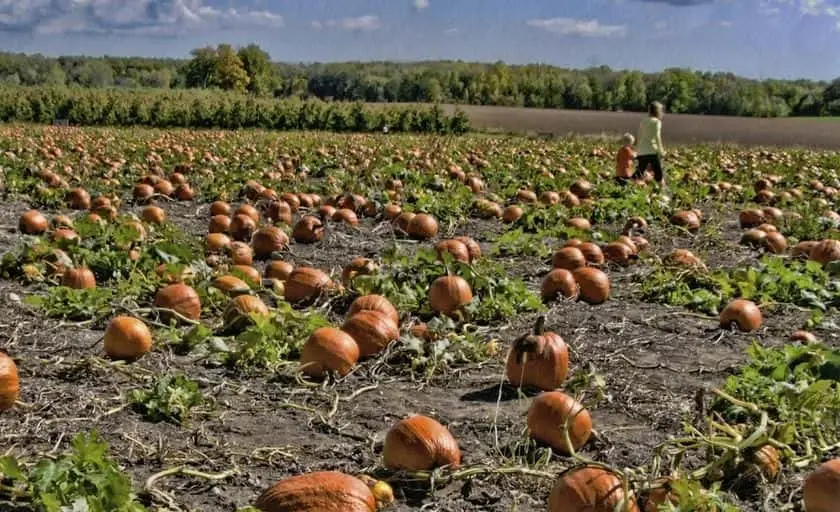 Photo of  Barthel Fruit Farm Mequon, Wisconsin - 3