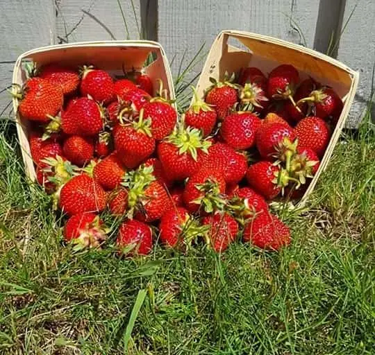 Photo of  Basket Flats Strawberry Farm Marengo, Wisconsin