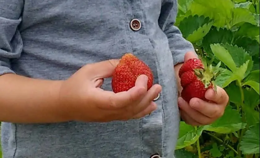 representative photo for Strawberry Picking Farms in Marengo, Wisconsin