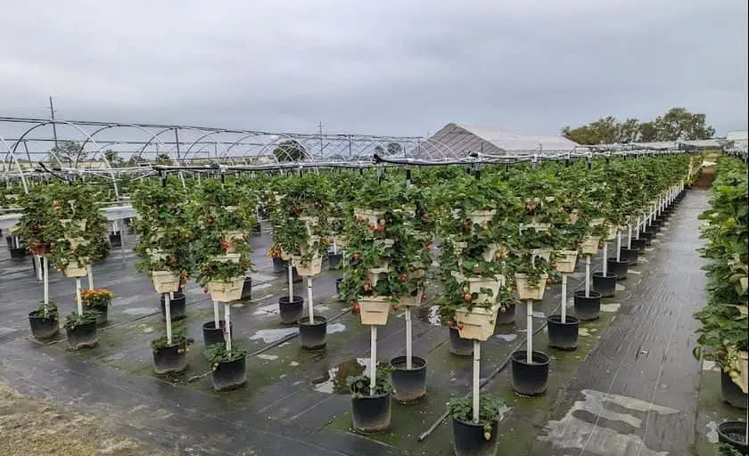 representative photo for Strawberry Picking Farms in Winter Garden, Florida