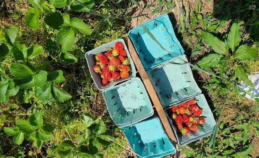 Photo of  Berry Best Farm Nabb, Indiana - 3