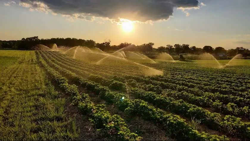 representative photo for Strawberry Picking Farms in  Minnesota