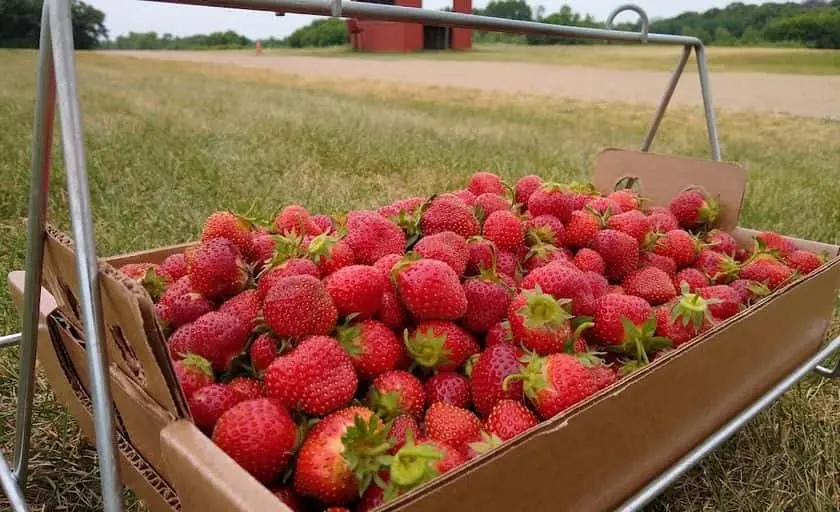 representative photo for Strawberry Picking Farms in Anoka, Minnesota