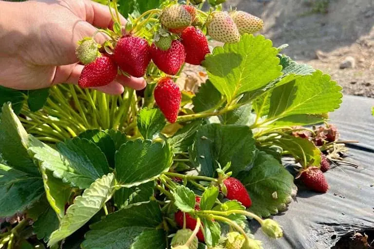 Photo of  Berry Island Farms Gilroy, California