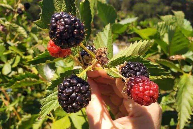 representative photo for Strawberry Picking Farms in Gilroy, California