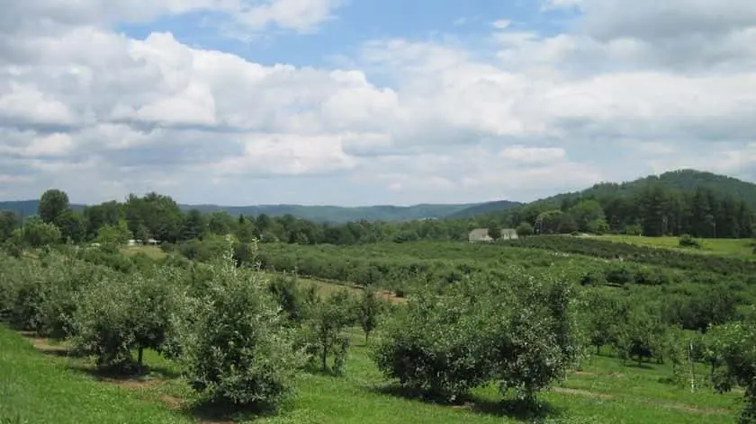 Photo of Blackberry Picking at Justus Orchard - Blackberry Picking NC Hendersonville, North carolina