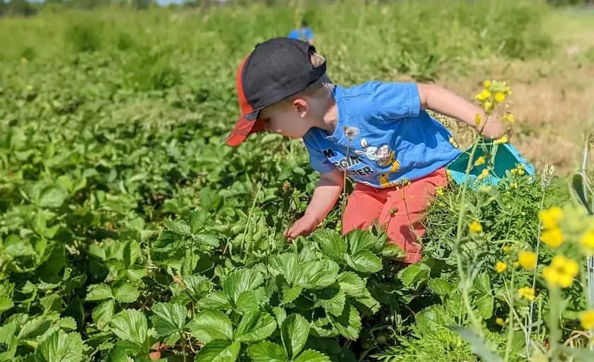 Photo of  Blue Clay Berry Farm - Strawberry Picking WI Delavan, Wisconsin