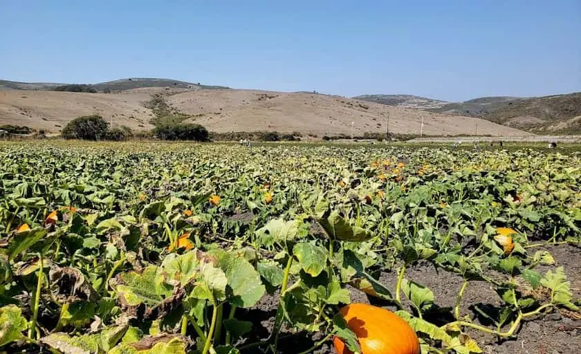 representative photo for Strawberry Picking Farms in Redwood City, California