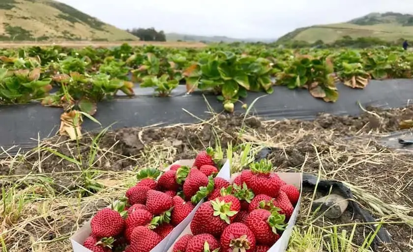 Photo of  Blue House Farm Redwood City, California - 3