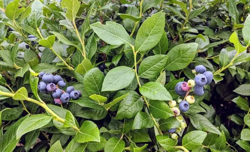 Photo of  Blueberry Fields of Stillwater Stillwater, Minnesota - 2