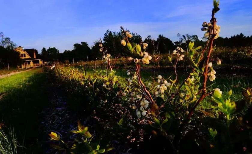 Photo of Blueberry Picking at Bhavana Blueberries Southold, New york - 2