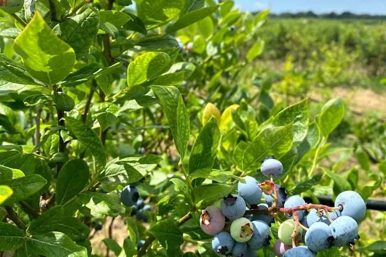 Photo of Blueberry Picking at Bhavana Blueberries Southold, New york - 3