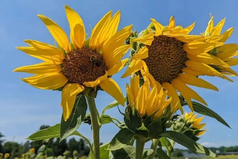 Photo of  Braehead Farm Fredericksburg, Virginia