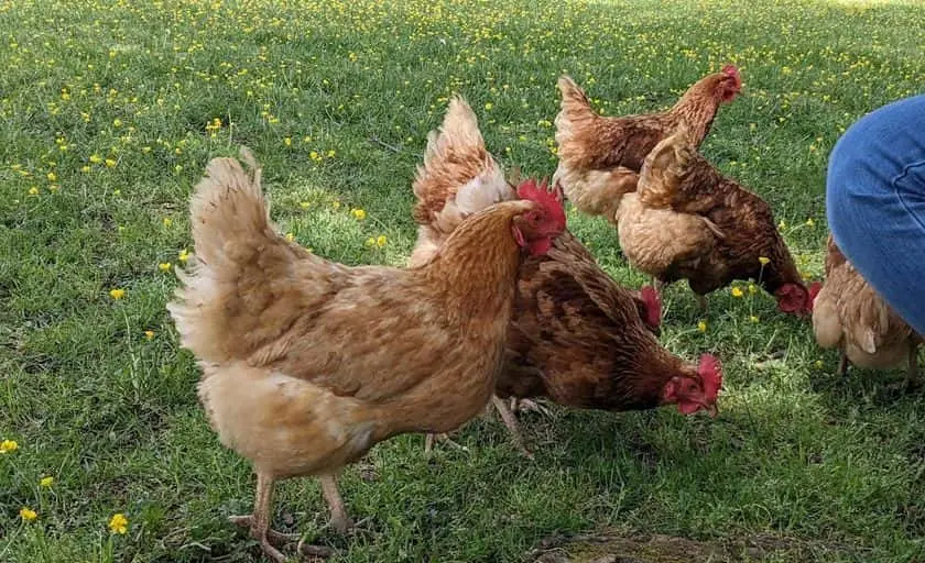 Photo of  Braehead Farm Fredericksburg, Virginia - 2