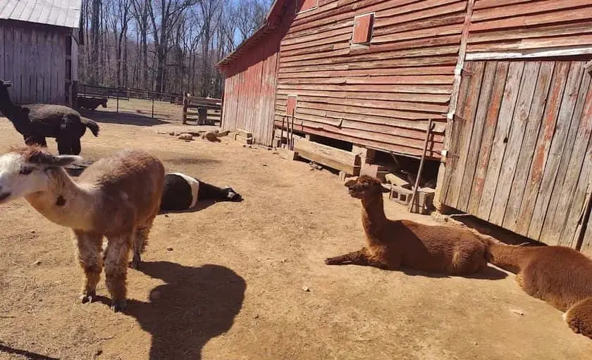 Photo of  Braehead Farm Fredericksburg, Virginia - 3
