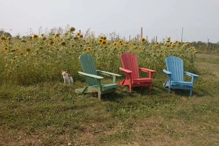 Photo of  Braffet Berry Farm and Orchard Carlock, Illinois - 3