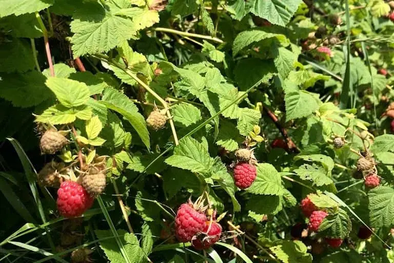 Photo of  Brambling Rows Farm Brainerd, Minnesota