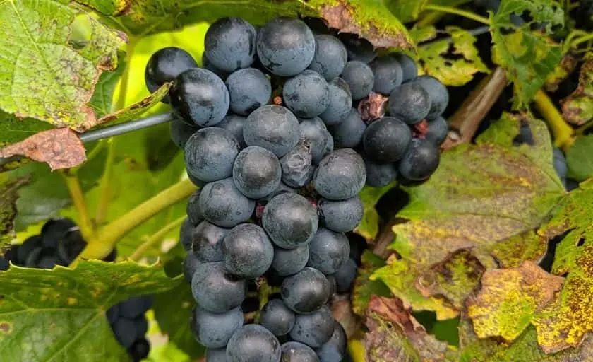 Photo of  Brambling Rows Farm Brainerd, Minnesota - 3
