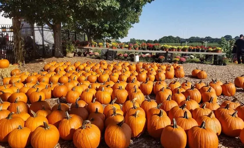 Photo of  Brooksby Farm Peabody, Massachusetts