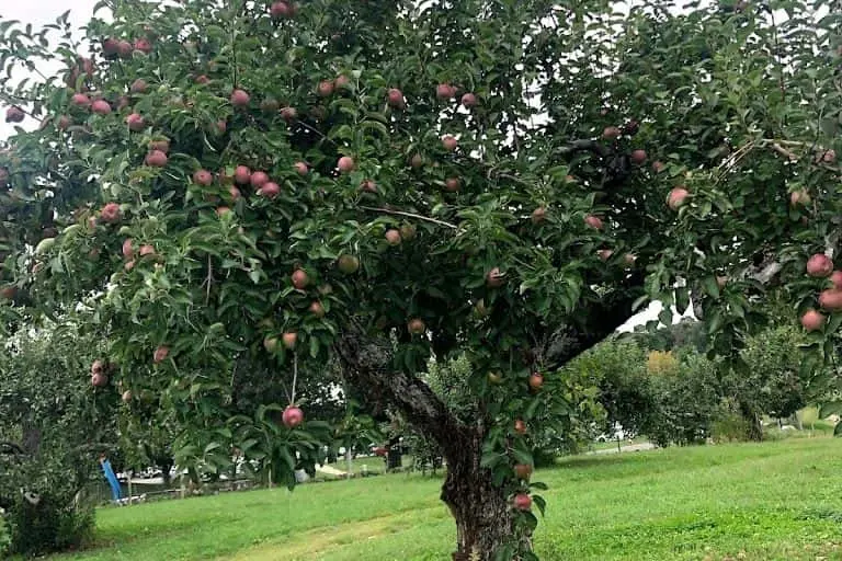 Photo of  Brooksby Farm Peabody, Massachusetts - 2
